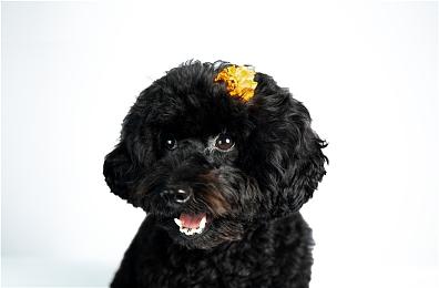 V社或将开始销售认证翻新Steam Deck 打折降价处理